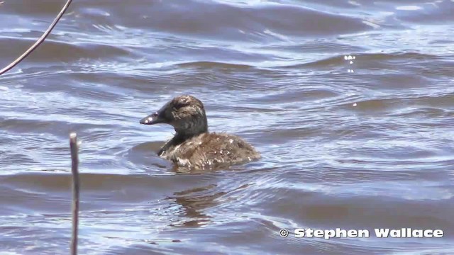 Blue-billed Duck - ML201635751