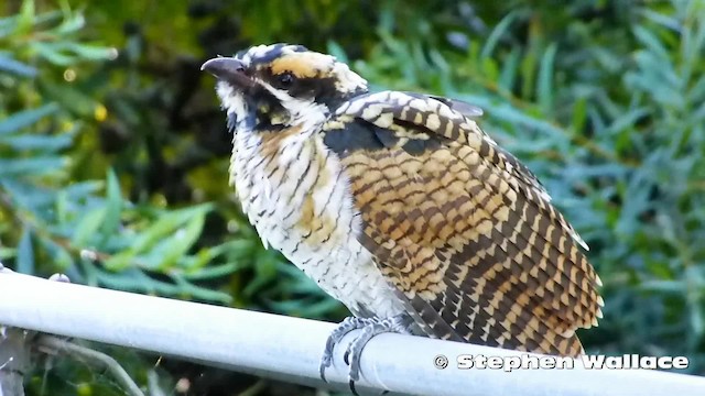 Coucou bleuté (cyanocephalus/subcyanocephalus) - ML201635761