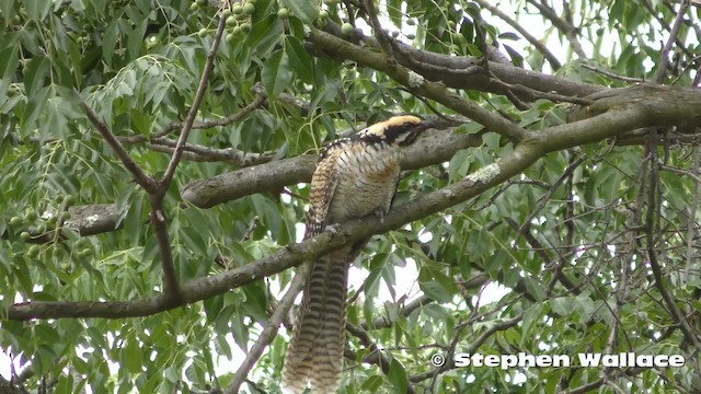 Pasifik Koeli (cyanocephalus/subcyanocephalus) - ML201635771