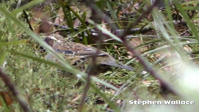 Spotted Quail-thrush - ML201635871