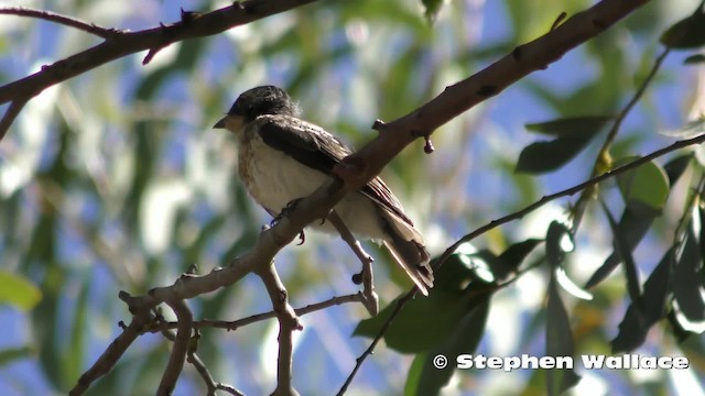 Satin Flycatcher - ML201635891