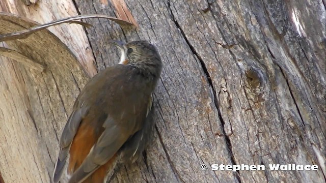 White-throated Treecreeper (White-throated) - ML201635911