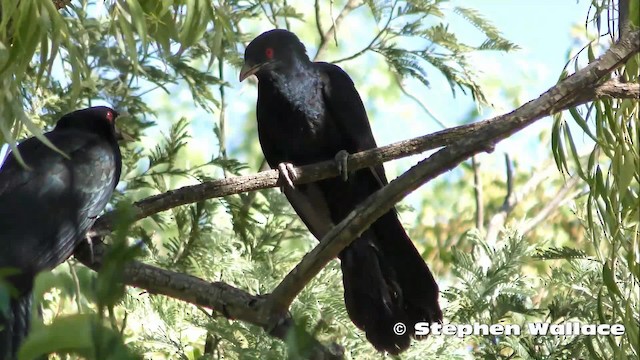 Coucou bleuté (cyanocephalus/subcyanocephalus) - ML201635921