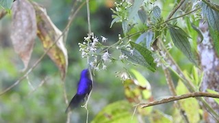  - Purple-backed Thornbill