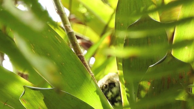 Rufous-throated Tanager - ML201635951