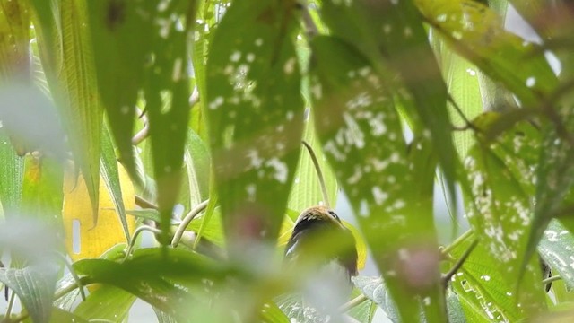 Golden-hooded Tanager - ML201635961