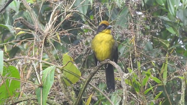 Atlapetes Tricolor (crassus) - ML201635971