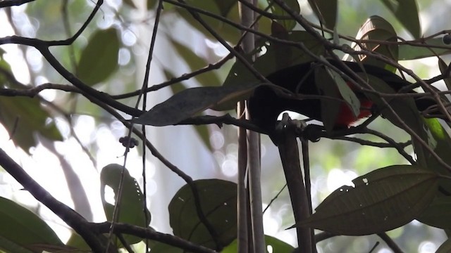 Red-bellied Grackle - ML201635991