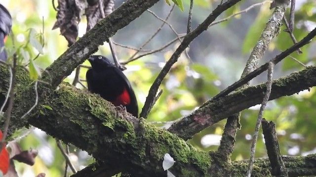 Red-bellied Grackle - ML201636011