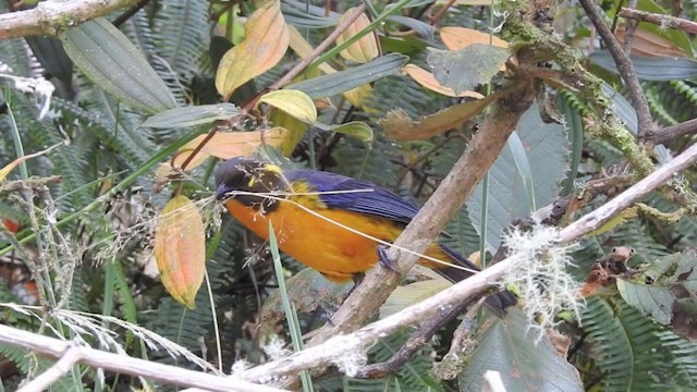 Lacrimose Mountain Tanager (palpebrosus Group) - ML201636091