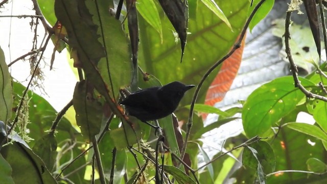 Uniform Antshrike - ML201636101