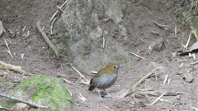 Grallaire d'Urrao - ML201636111