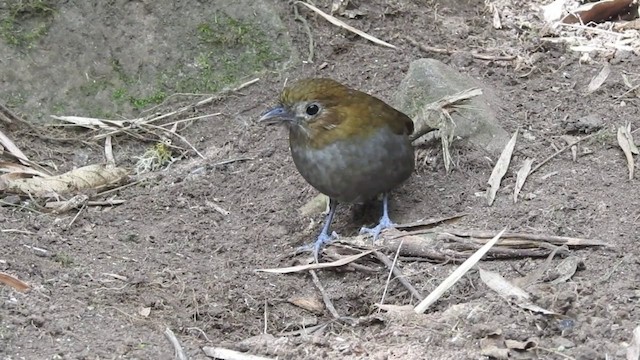 Grallaire d'Urrao - ML201636121