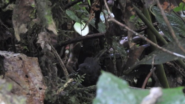 Nariño Tapaculo - ML201636141