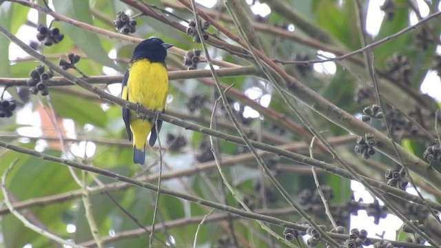 Yellow-bellied Siskin - ML201636181