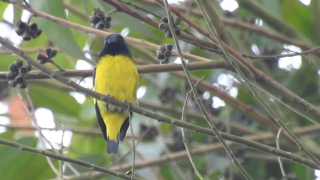 Yellow-bellied Siskin - ML201636191