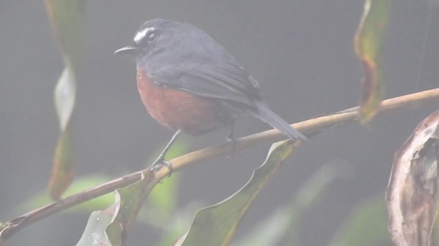 Chestnut-bellied Chat-Tyrant - ML201636211