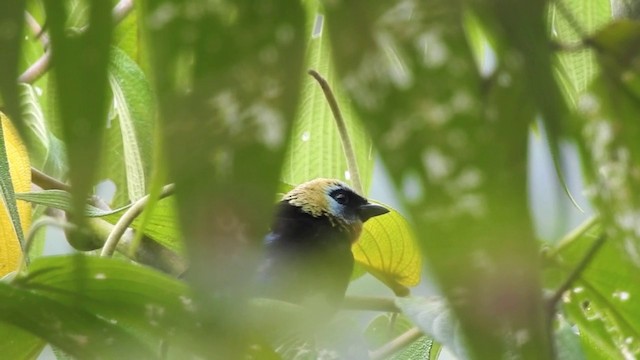 Golden-hooded Tanager - ML201636241