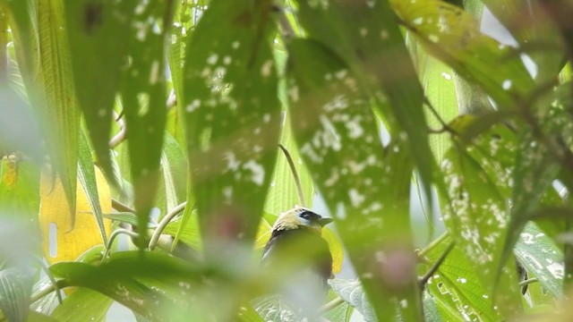 Golden-hooded Tanager - ML201636251