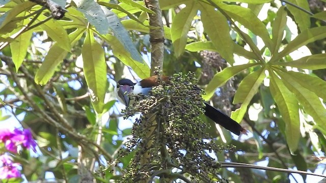 Toucan à bec noir - ML201636301