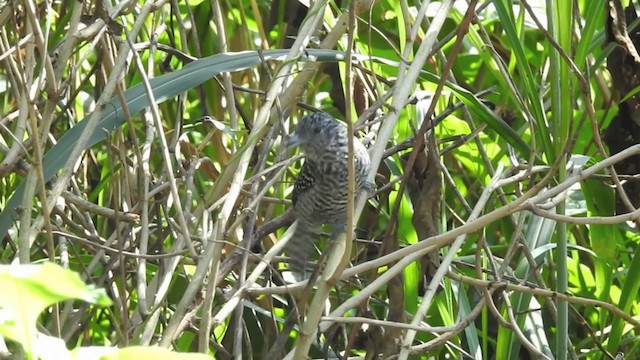 Bar-crested Antshrike - ML201636311