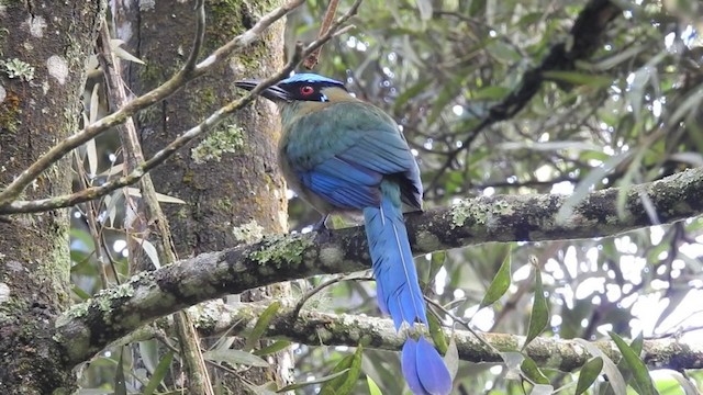 Andean Motmot - ML201636321