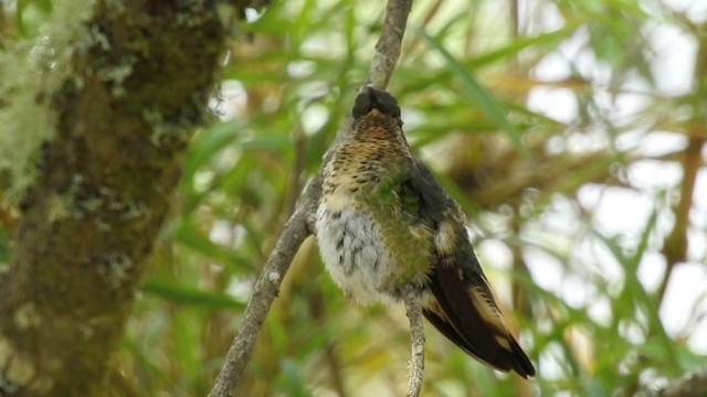 Colibrí Aterciopelado - ML201636351