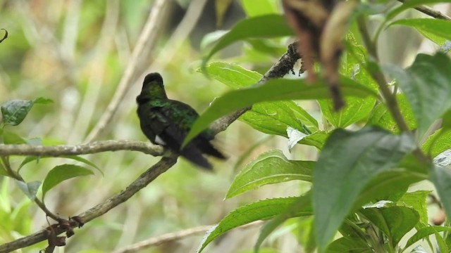 Glowing Puffleg - ML201636371