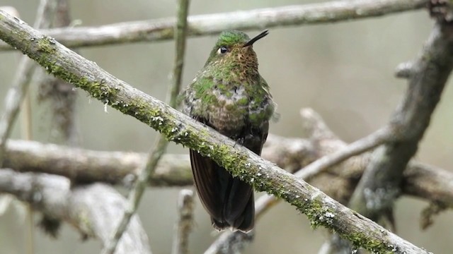 kolibřík Williamův (ssp. williami) - ML201636381
