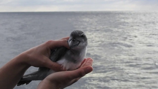 Forster-Entensturmvogel - ML201636471