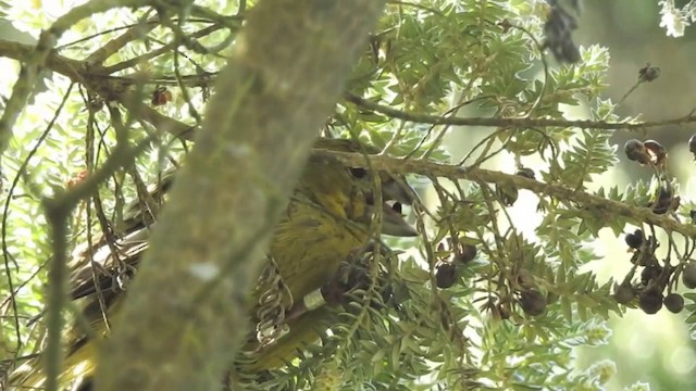 Wilkins's Finch - ML201636481