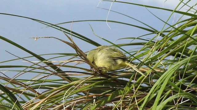 Nightingale Island Finch - ML201636491