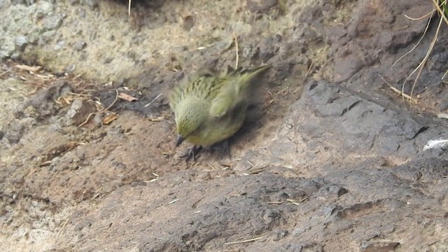 Nightingale Island Finch - ML201636501