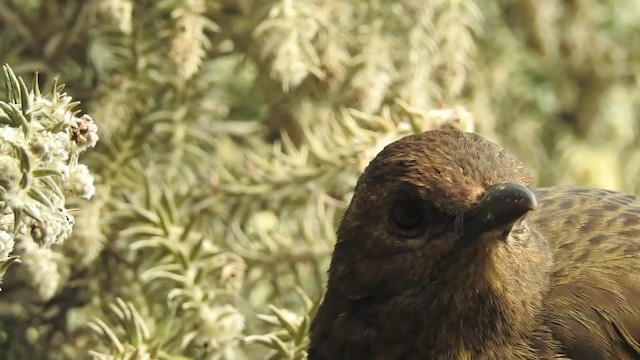 Tristan Thrush - ML201636521