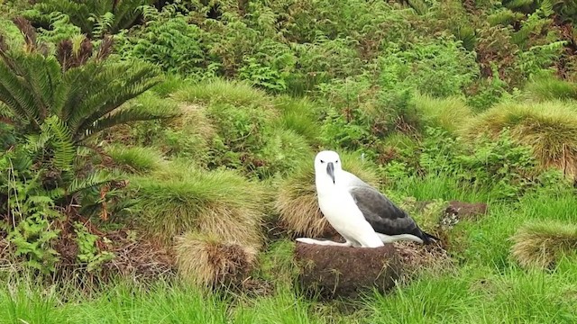 Albatros à nez jaune - ML201636541