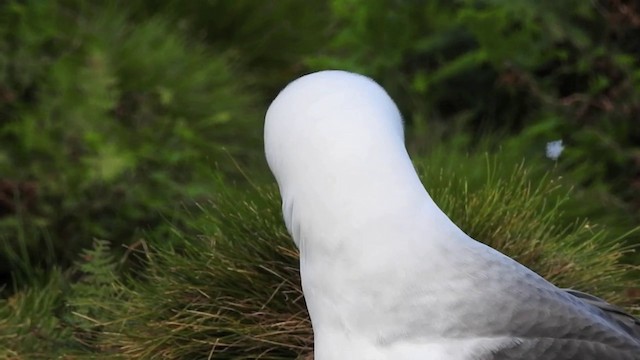 Albatros à nez jaune - ML201636551