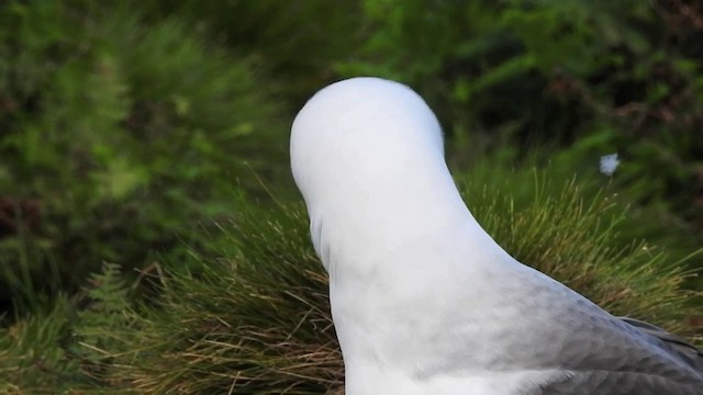 Atlantic Yellow-nosed Albatross - ML201636551