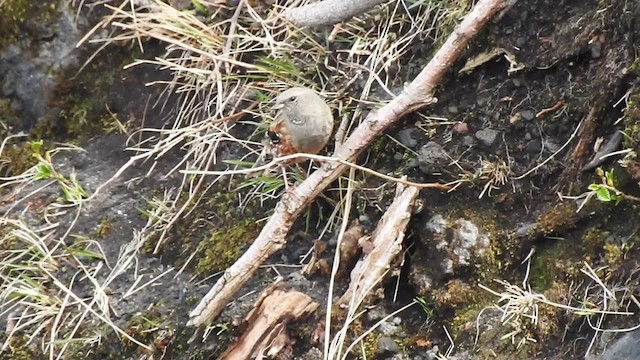 Тагийн хайруулдай - ML201636601