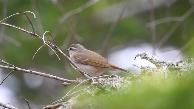 Sakhalin Leaf Warbler - ML201636861