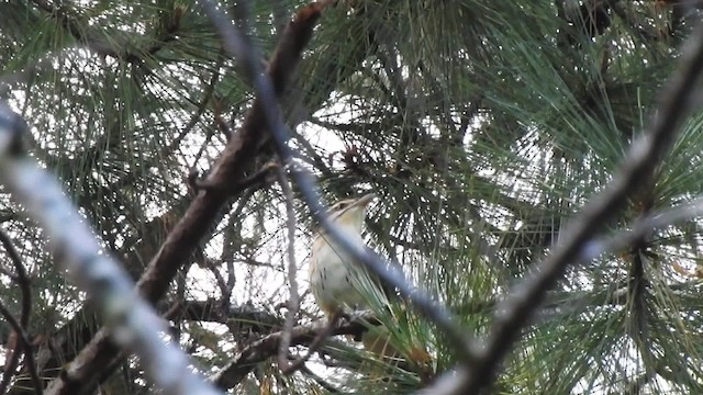 Long-tailed Koel - ML201637201