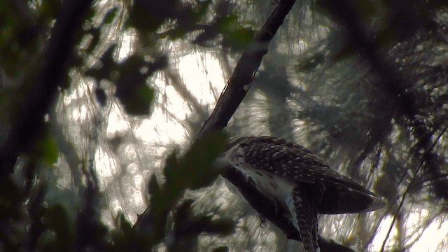 Long-tailed Koel - ML201637211