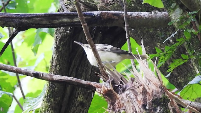 Tahiti Reed Warbler - ML201637261