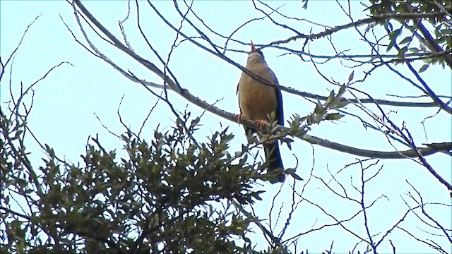 Austral Thrush - ML201637311