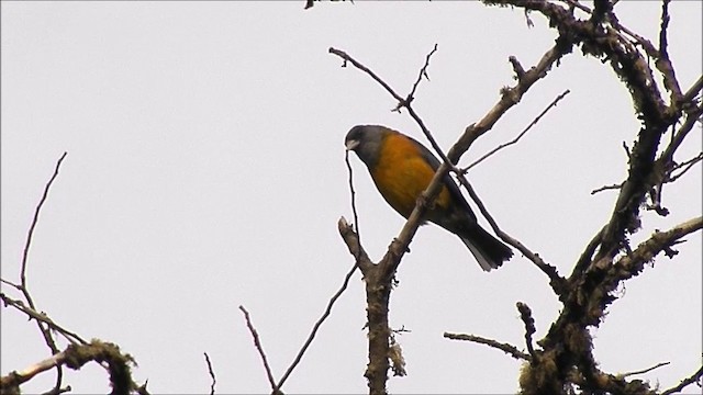 Patagonian Sierra Finch - ML201637321