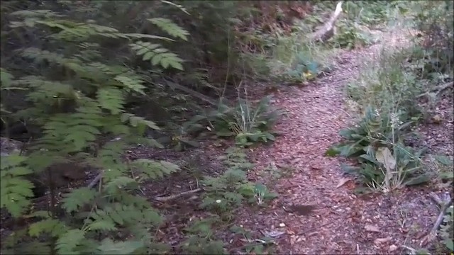 Tapaculo Chucao - ML201637351