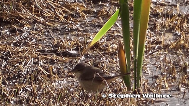 Rousserolle d'Australie - ML201637951