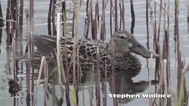 Australasian Shoveler - ML201637961