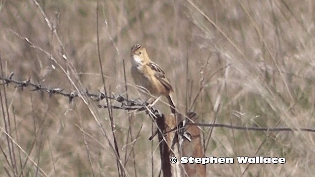 Golden-headed Cisticola - ML201637981