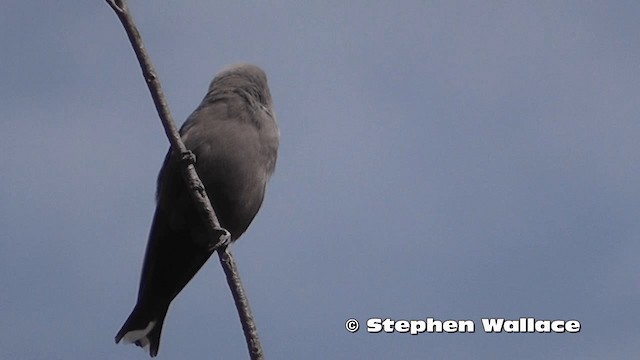 Dusky Woodswallow - ML201637991