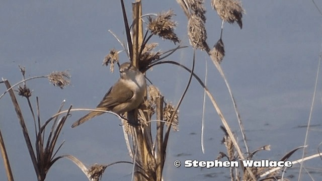 Australian Reed Warbler - ML201638011